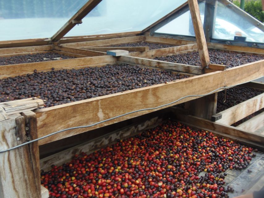 From Las Palmas: Full-Day Tour of the North - Agaete coffee in Berrazales: Arabyca Typica and a valley worth seeing