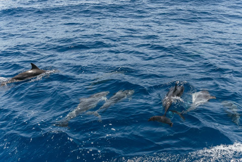 From Puerto Rico de Gran Canaria: Dolphin Watching Cruise - Price and value at about $47: what you’re really paying for