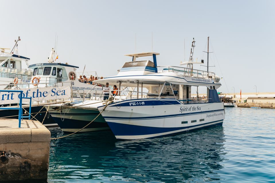 From Puerto Rico de Gran Canaria: Dolphin Watching Cruise - From your hotel zone to the port: the transfer rhythm that matters