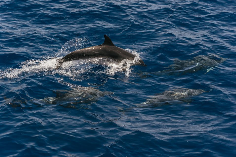 From Puerto Rico de Gran Canaria: Dolphin Watching Cruise - The 2.5-hour cruise: how the cetacean search usually plays out