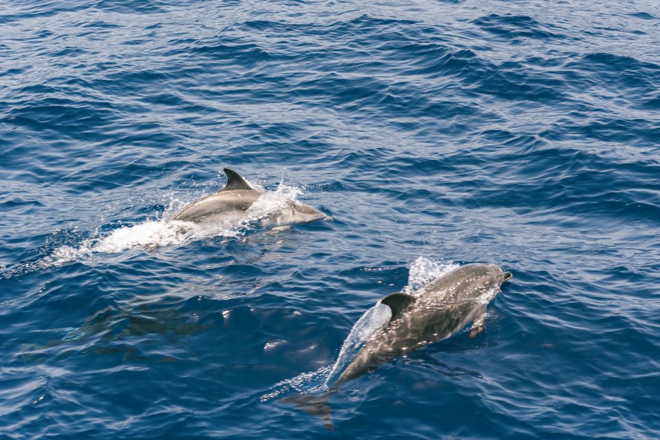 From Puerto Rico de Gran Canaria: Dolphin Watching Cruise - Respect at sea: permits, distance, and not turning wildlife into a spectacle