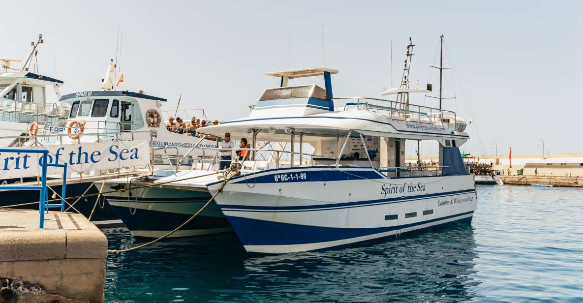 From Puerto Rico de Gran Canaria: Dolphin Watching Cruise - Spirit of the Sea: what this catamaran does well