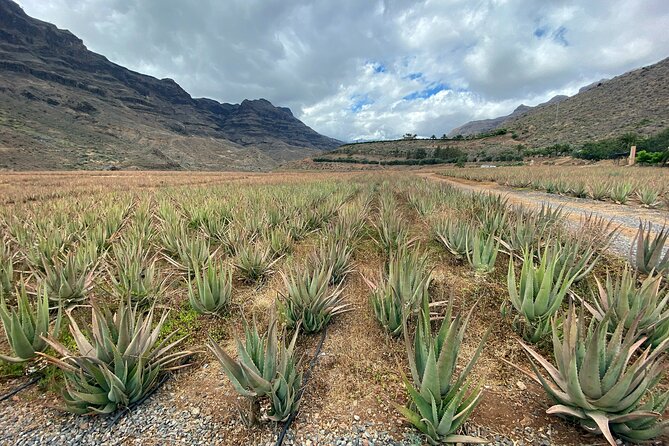Full-Day Gran Canaria Tour with Teror, Tejeda and Lunch in Fataga - Getting started: pickup area, timing, and what to expect on the road