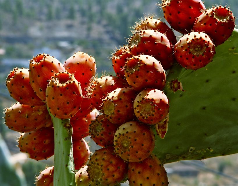 Gran Canaria: 6-Hour Teror and San Mateo Markets Tour - Key things to know before you go