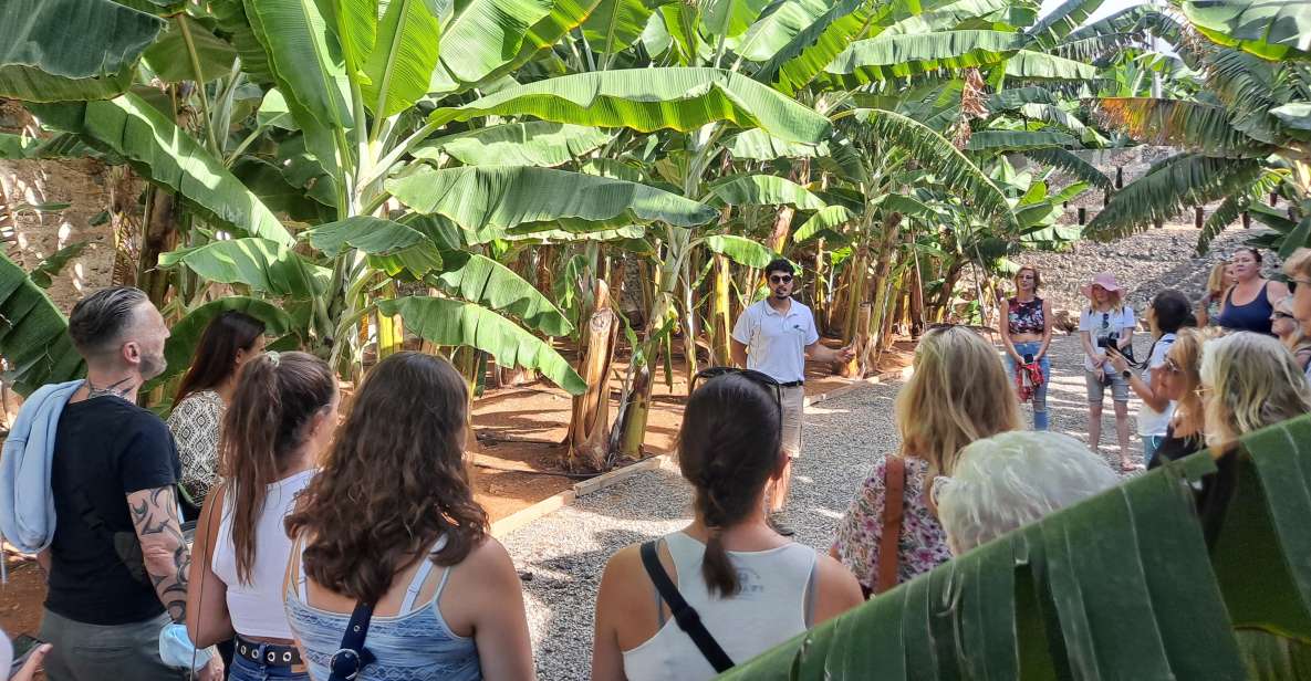 Gran Canaria: Banana World Guided Tour & Tasting - Hacienda La ReKompensa: a banana tour with real farm roots