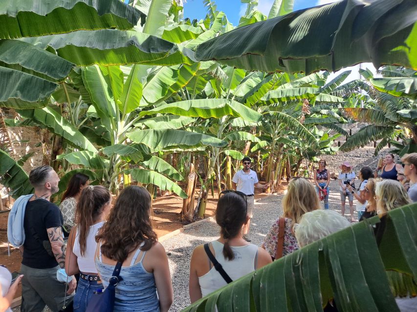 Gran Canaria: Banana World Guided Tour & Tasting - Museo del Platano: where the story gets structured and the safety briefing happens