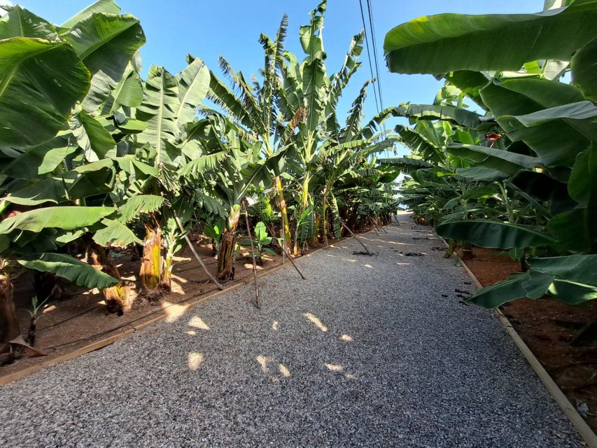 Gran Canaria: Banana World Guided Tour & Tasting - The 1804 house and interpretation center: the banana story becomes culture