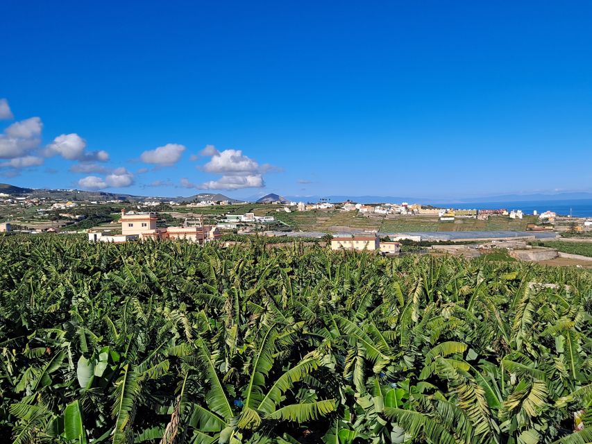 Gran Canaria: Banana World Guided Tour & Tasting - Views and “one more wander” time: how to use the time after the guide