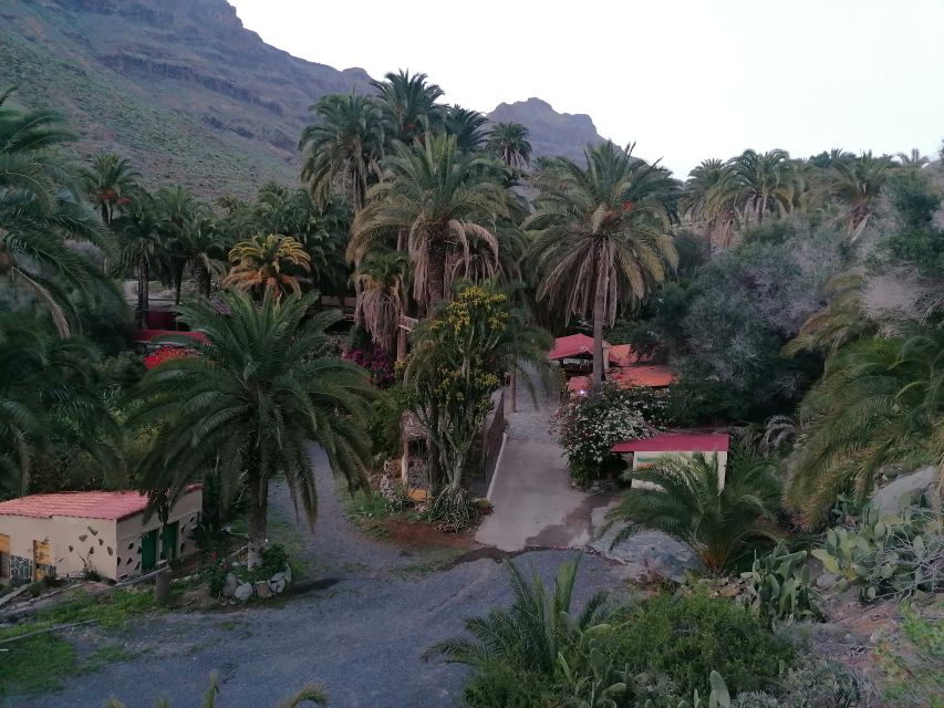 Gran Canaria: Camel Ride at Camel Safari Park - The Oasis Camel Ride: 30 Minutes Through 1,000 Palms