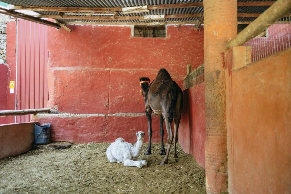 Gran Canaria: Camel Ride Safari w/ Optional Food & Transport - Should you book this $50 camel ride with optional tapas and transport?