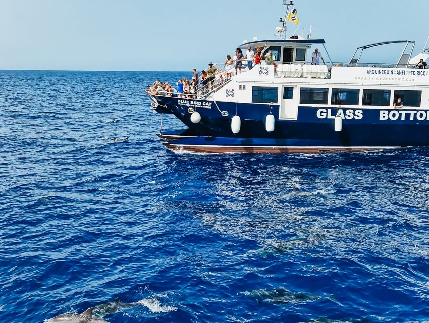 Gran Canaria: Catamaran Dolphin Watch Cruise with Snorkeling - From Puerto Base Harbor: what the start feels like