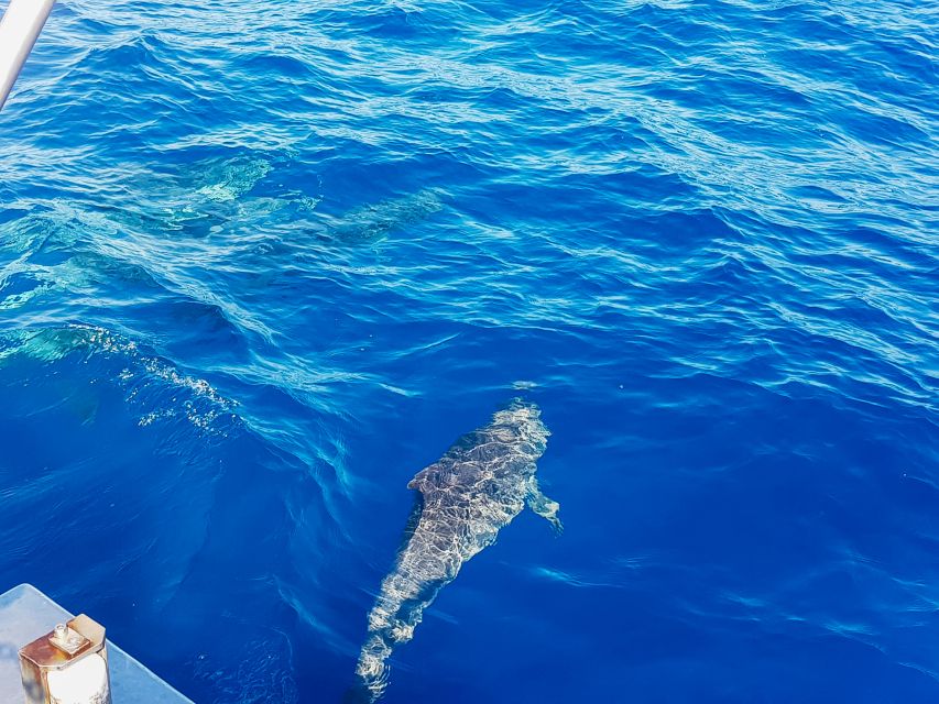 Gran Canaria: Catamaran Dolphin Watch Cruise with Snorkeling - Should you book LINEAS BLUE BIRD’s dolphin watch cruise?