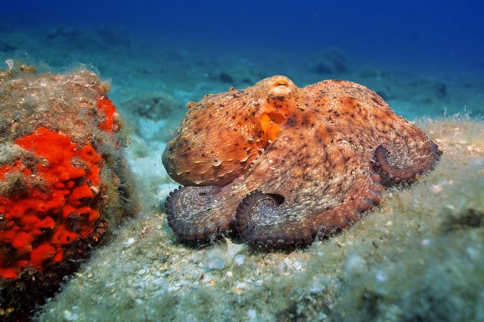 Gran Canaria: Discover Scuba Diving Beginner Program - Shallow-Water Skills and Equipment Setup You’ll Remember