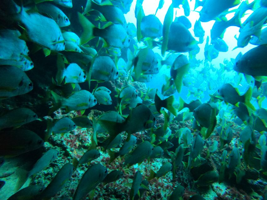 Gran Canaria: Discover Scuba Diving - Free Transfers - The underwater portion: about 50 minutes, up to 12 meters