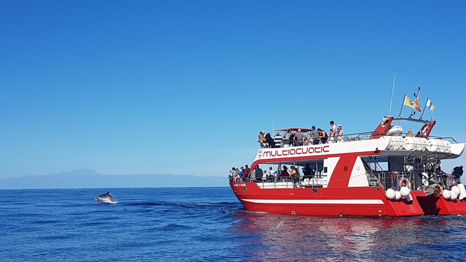 Gran Canaria: Dolphin and Whale Watching Cruise - Dolphins Up Close: What Changes When You Watch from the Right Distance