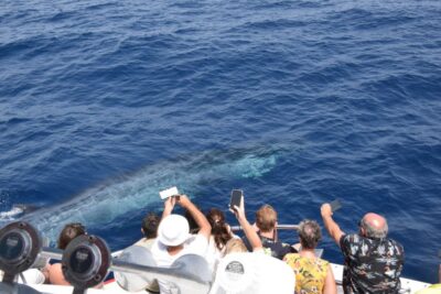 Gran Canaria: Dolphin and Whale Watching Cruise - The Boat Ride: Comfort, Choppy Water, and How Much You’ll Feel the Sea