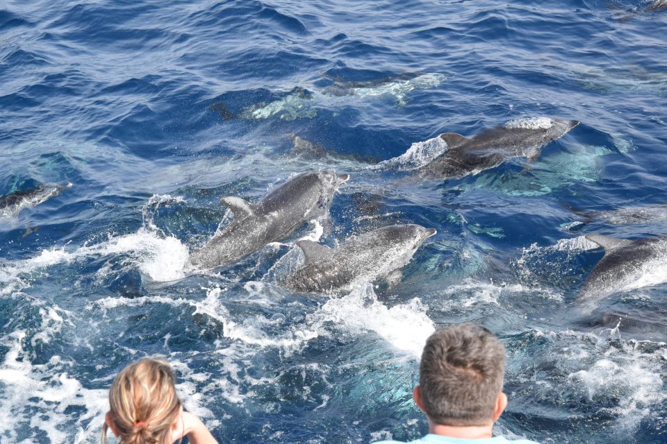 Gran Canaria: Dolphin and Whale Watching Cruise - Whales and Other Marine Surprises: You Don’t Control Nature, But You Can Control Preparation