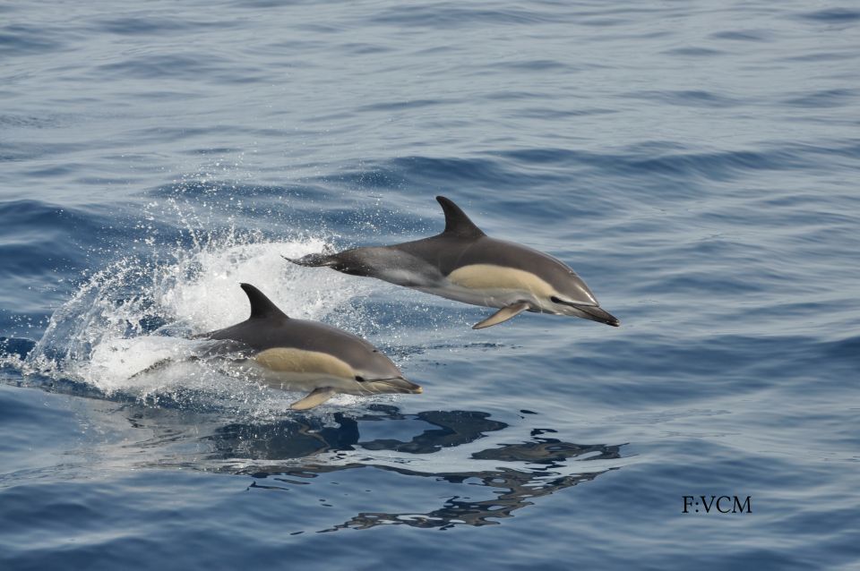 Gran Canaria: Dolphin and Whale Watching Cruise - Live Guides in Spanish, English, and German: Why It Feels More Like a Trip Than a Ticket