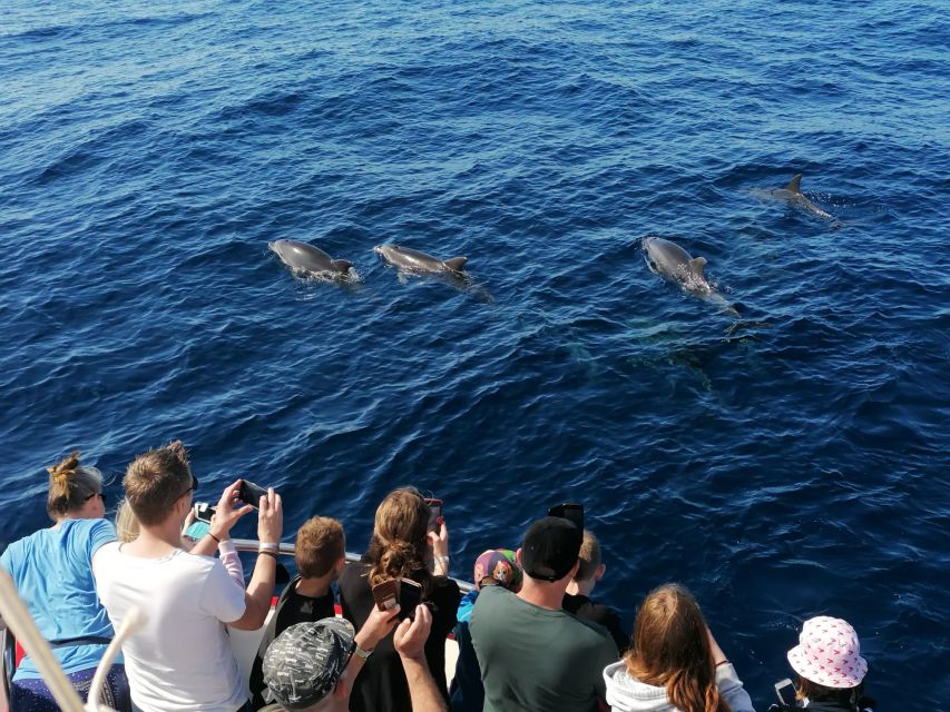 Gran Canaria: Dolphin and Whale Watching Cruise - The On-Board Bar: Drinks Are Optional, Not Required
