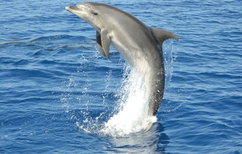 Gran Canaria: Dolphin and Whale Watching Cruise - What’s Included (and What You’ll Still Need to Plan)