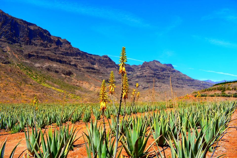 Gran Canaria: Full-Day VIP Tour by Bus - Price and Value: Why $58 Can Make Sense