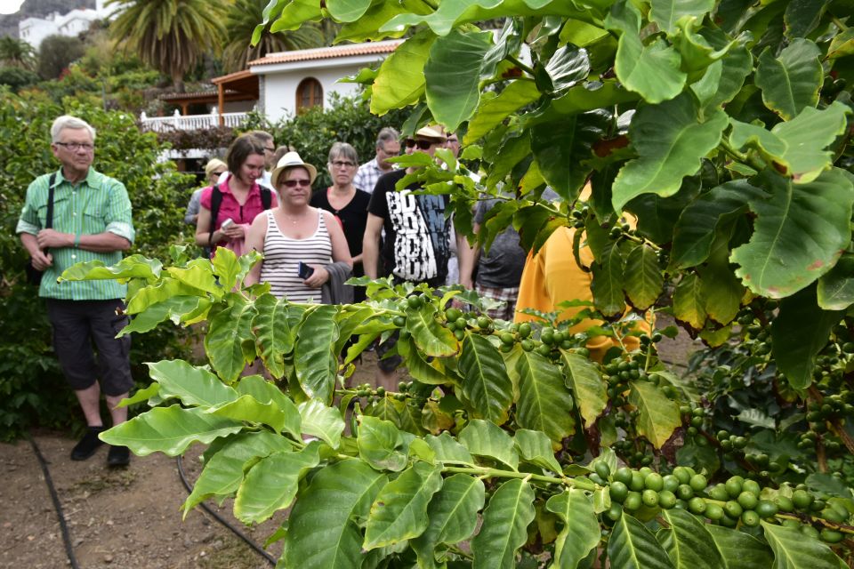 Gran Canaria: Grand Island Tour by Bus with Transfers - Agaete: Optional Lunch in a Coastal Town
