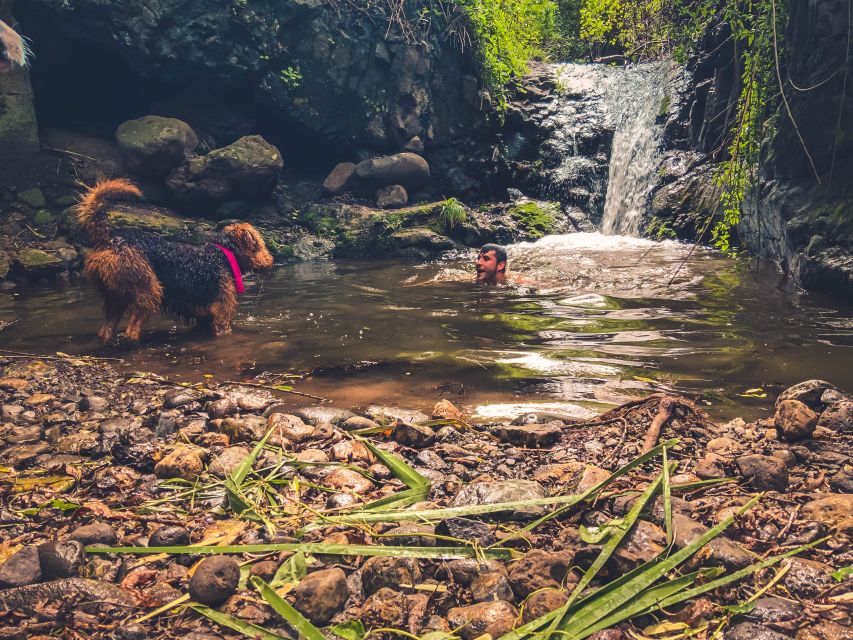 Gran Canaria: Guided Day Tour to Rainforest with Tasting - What to bring (and what to avoid) for a smooth day