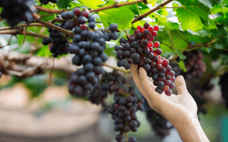 Gran Canaria: Rum, Wines and Banana Tour - Key highlights to look for
