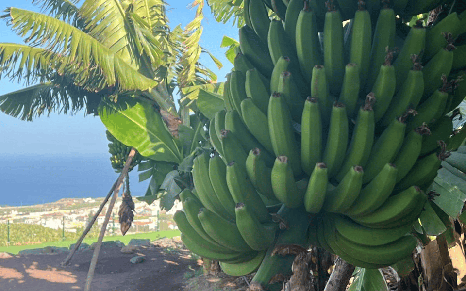 Gran Canaria: Rum, Wines and Banana Tour - A Taste-First Route Through Northern Gran Canaria