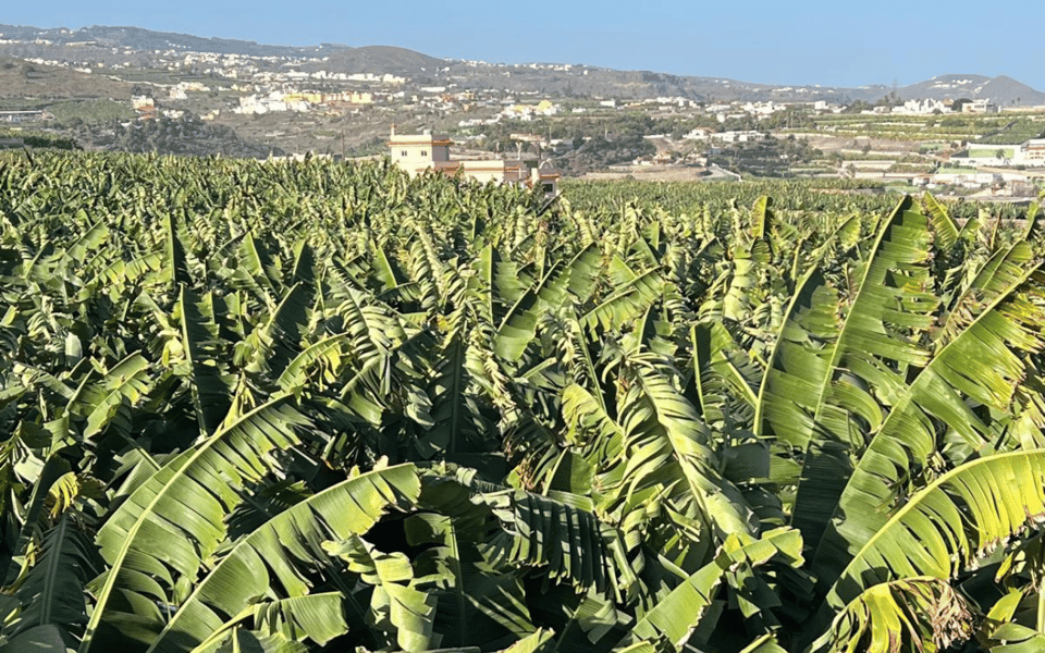 Gran Canaria: Rum, Wines and Banana Tour - Banana Museum and Banana Farm: The Island Crop With Real Meaning