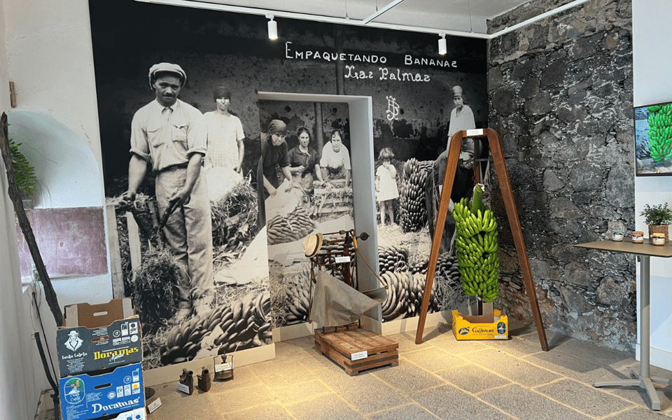 Gran Canaria: Rum, Wines and Banana Tour - Agaete for Coffee, Wine, and Volcanic-Soil Views