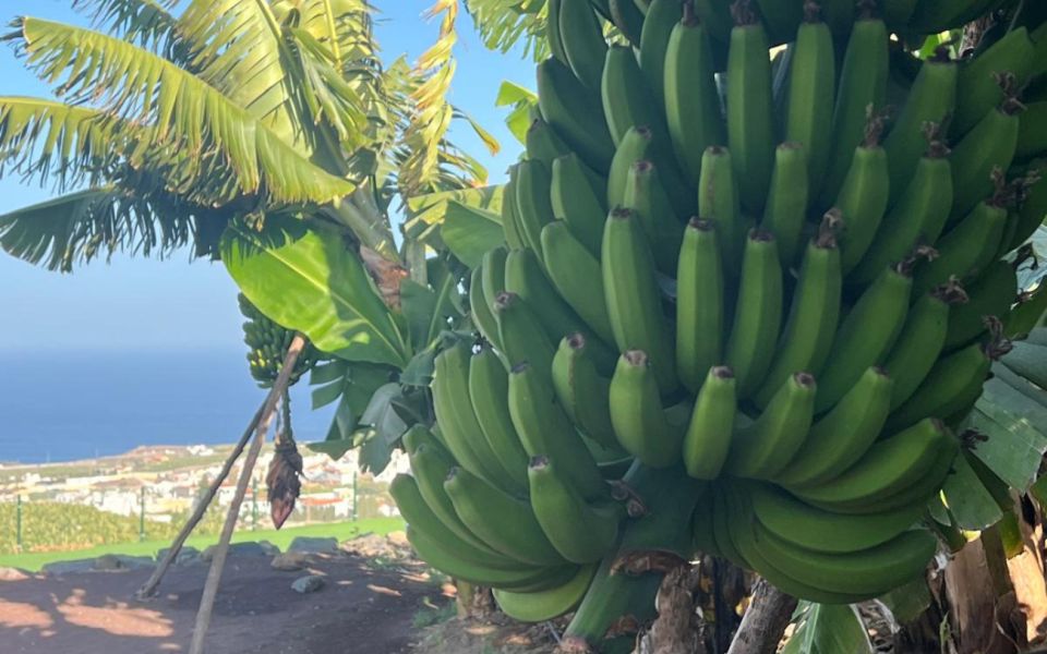 Gran Canaria: Rum, Wines and Banana Tour - Mojo Canario Workshop: The Sauce Class That Actually Sticks