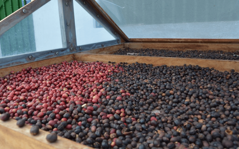 Gran Canaria: Rum, Wines and Banana Tour - What You Get for $81: Value Math for Rum, Wine, Coffee, Bananas, and a Class
