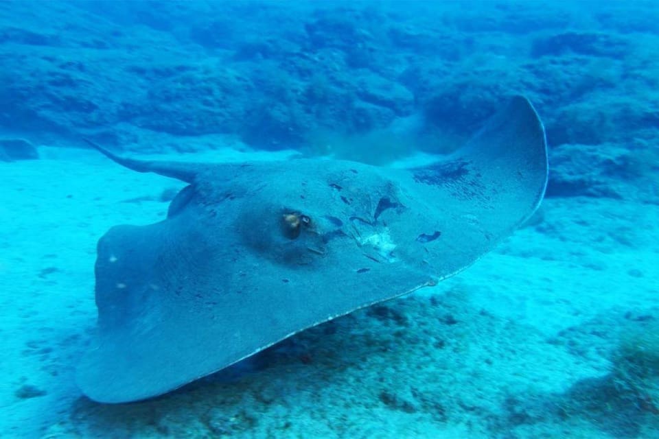 Gran Canaria: Scuba Diving for Beginners - What to bring and how to prep (so the day feels easier)