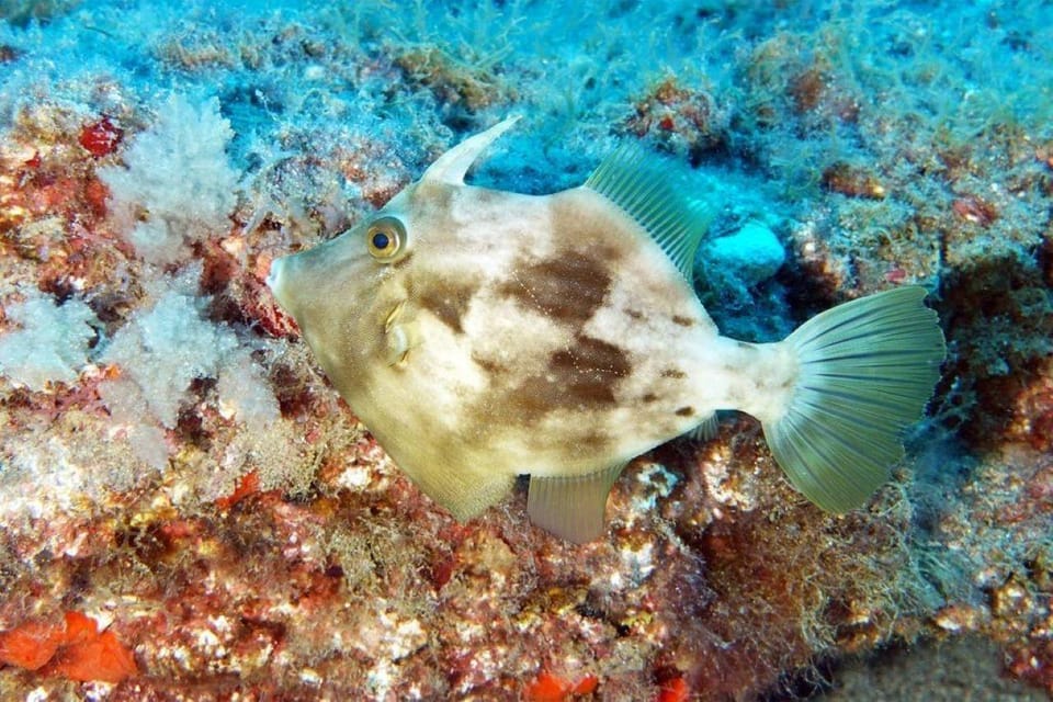 Gran Canaria: Scuba Diving for Beginners - Shallow-water practice: breathing, clearing your gear, and equalizing