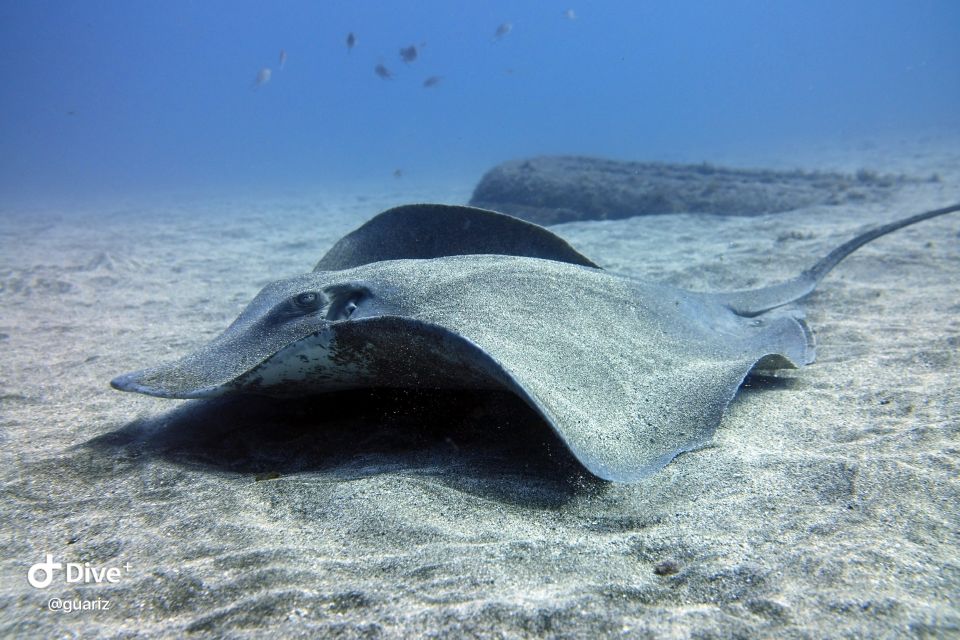 Gran Canaria: Try Scuba Diving for Beginners - Gear and Extras: What’s Included, What Costs Extra, and How to Plan