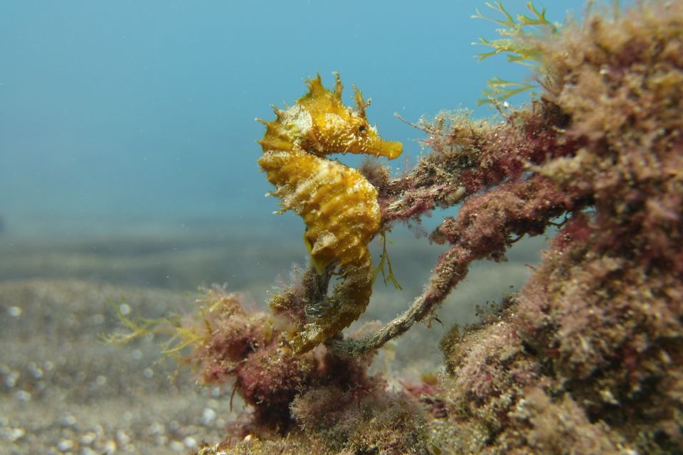 Gran Canaria: Try Scuba Diving for Beginners - Who This Fits (and Who Should Skip It)