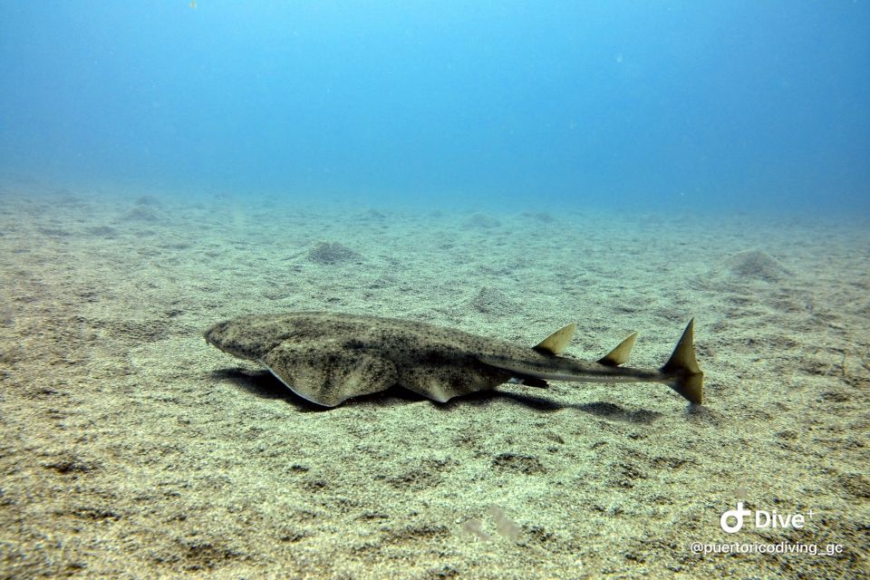Gran Canaria: Try Scuba Diving for Beginners - Should You Book This Try Scuba Experience?