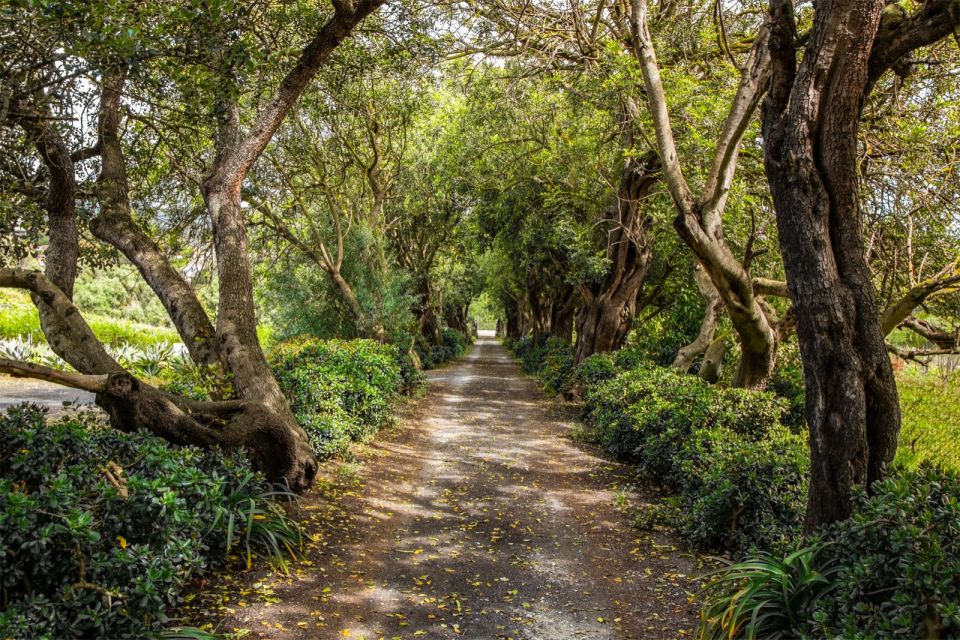 Gran Canaria: Winery Tour, Wine Museum, and Tasting - From Family Photos to Organic Vineyards: The Walk That Sets the Context