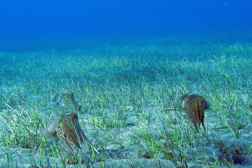 Gran Canaria:Live an Adventure and Learn to Dive with Expert - Playa de Amadores: an easy place to learn scuba in Gran Canaria