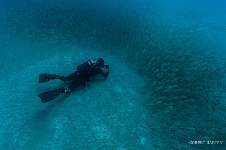 Gran Canaria:Live an Adventure and Learn to Dive with Expert - What you might see under the surface (fish, cuttlefish, and lucky sightings)