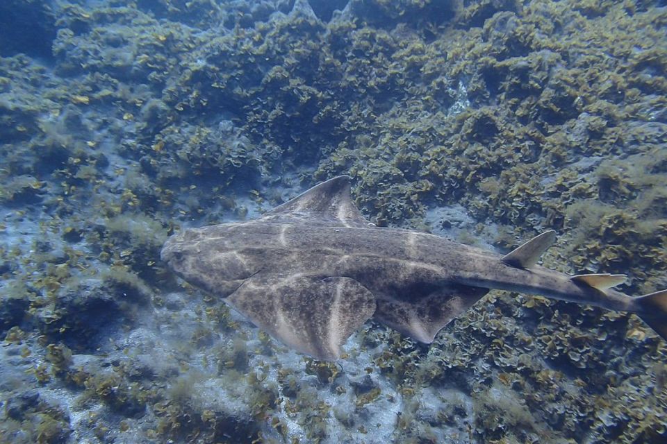 Gran Canaria:Live an Adventure and Learn to Dive with Expert - Pickup, timing, and getting geared up without the stress