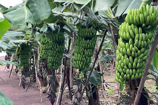 Guided tour of the Banana World - Timing, hearing your guide, and group-size reality