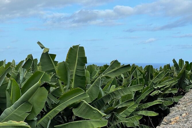Guided tour of the Banana World - Price of $18.14: what you’re paying for (and what makes it worth it)