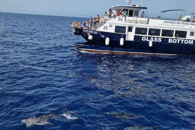 Half-Day Cruise Tour-Dolphin and Whale Watching - Key things to know before you sail