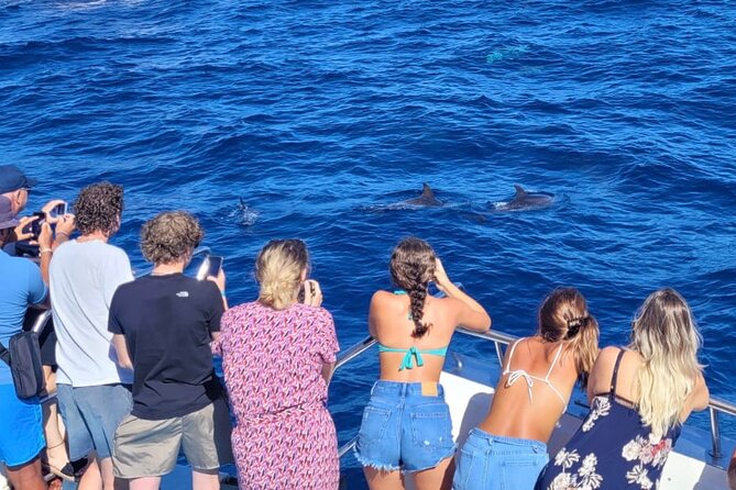 Half-Day Cruise Tour-Dolphin and Whale Watching - The dolphins-and-whales search: what to expect and how to time your hopes
