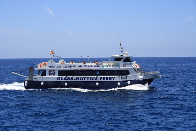 Half-Day Cruise Tour-Dolphin and Whale Watching - The swim and snorkel stop: the best reason to do it