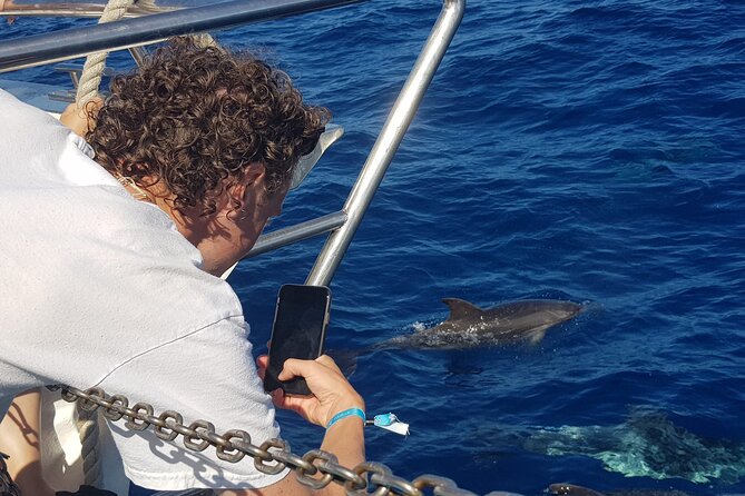 Half-Day Cruise Tour-Dolphin and Whale Watching - How the 3–5 hours actually works (10:00 to about 1:30)