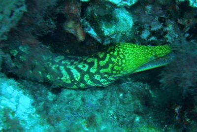 Las Canteras Scuba Diving - Meet at the Office, Then Head to Las Canteras