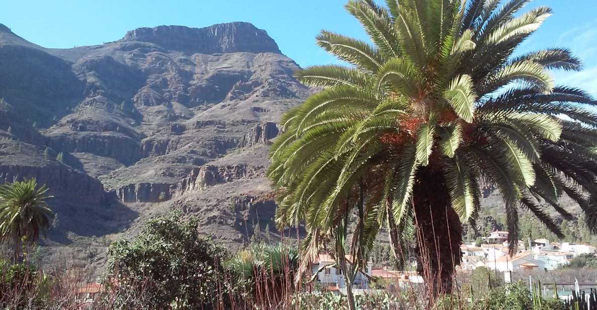 Las Palmas: 8-Hour Gran Canaria Island Highlights Tour - Key Points at a Glance